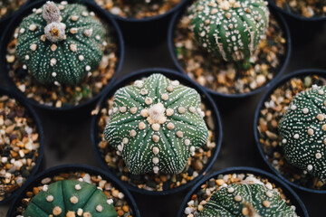 Cactus Plants to Grow at farm