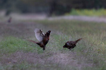 Common pheasant Phasianus colchicus in close view