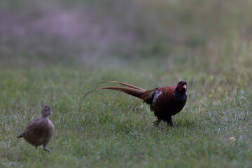 Common pheasant Phasianus colchicus in close view