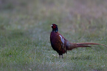 Common pheasant Phasianus colchicus in close view