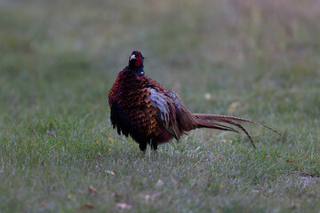 Common pheasant Phasianus colchicus in close view