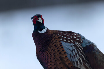 Common pheasant Phasianus colchicus in close view