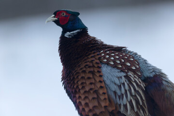 Common pheasant Phasianus colchicus in close view