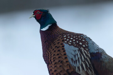 Common pheasant Phasianus colchicus in close view