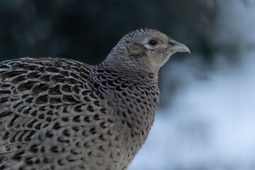 Common pheasant Phasianus colchicus in close view