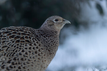 Common pheasant Phasianus colchicus in close view