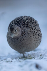 Common pheasant Phasianus colchicus in close view