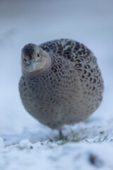 Common pheasant Phasianus colchicus in close view