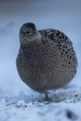 Common pheasant Phasianus colchicus in close view