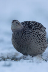 Common pheasant Phasianus colchicus in close view