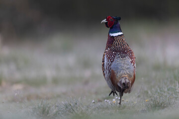 Common pheasant Phasianus colchicus in close view