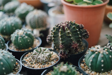 Cactus Plants to Grow at farm