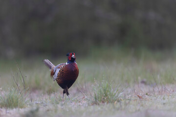 Common pheasant Phasianus colchicus in close view