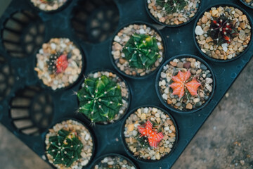 Cactus Plants to Grow at farm