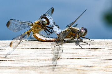 Paarende Plattbauch Libellen