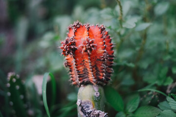 Cactus Plants to Grow at farm