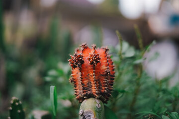 Cactus Plants to Grow at farm