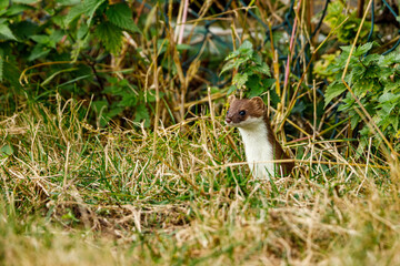 A weasel in the wildlife