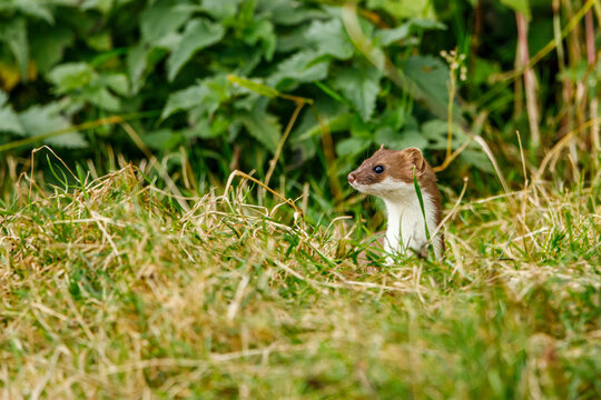 A weasel in the wildlife