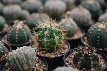 Cactus Plants to Grow at farm
