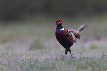 Common pheasant Phasianus colchicus in close view