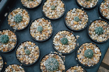 Cactus Plants to Grow at farm