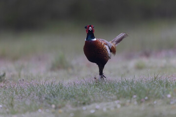 Common pheasant Phasianus colchicus in close view