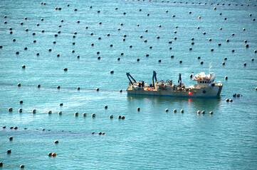 Mussel farming in New Zealand