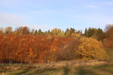Fototapeta premium Landschaft mit bunten Bäumen und Wiese mit Weidezaun im Herbst