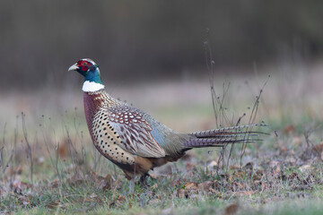 Common pheasant Phasianus colchicus in close view