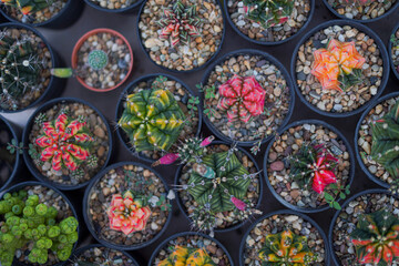 Cactus Plants to Grow at farm