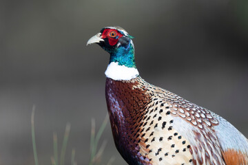Common pheasant Phasianus colchicus in close view