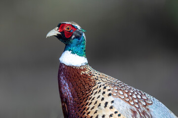 Common pheasant Phasianus colchicus in close view