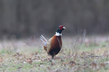 Common pheasant Phasianus colchicus in close view