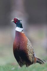Common pheasant Phasianus colchicus in close view