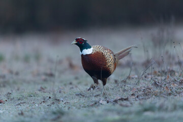 Common pheasant Phasianus colchicus in close view