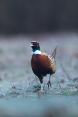 Common pheasant Phasianus colchicus in close view