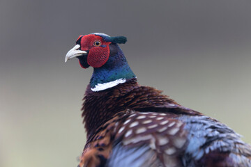Common pheasant Phasianus colchicus in close view