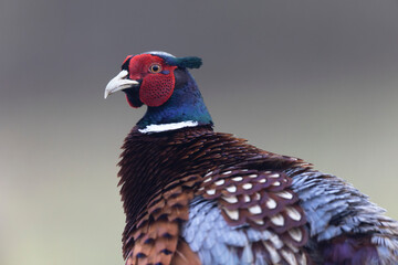 Common pheasant Phasianus colchicus in close view