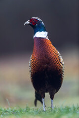 Common pheasant Phasianus colchicus in close view