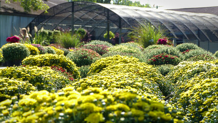 Chrysanthemums at a Outdoor Garden Center | Yellow Mums in Sunlight