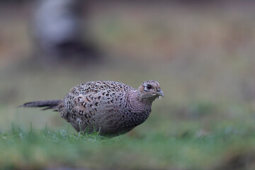 Common pheasant Phasianus colchicus in close view