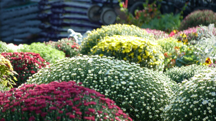 Chrysanthemums at a Outdoor Garden Center |  Colorful Mums in Sunlight