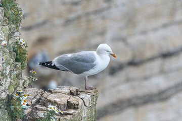 Gull sitting on a ledge