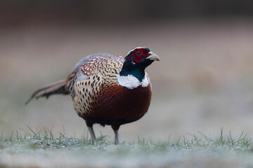 Common pheasant Phasianus colchicus in close view