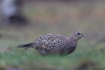 Common pheasant Phasianus colchicus in close view