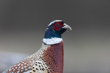 Common pheasant Phasianus colchicus in close view