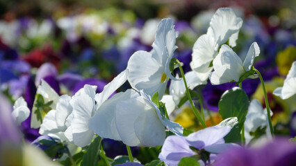 Close Up of White Pansies in Sunlight | White Flowers in a Garden