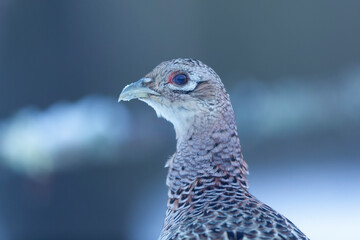Common pheasant Phasianus colchicus in close view