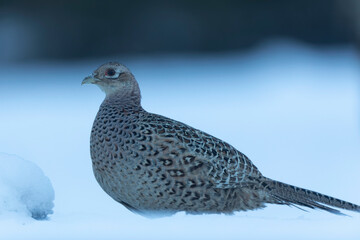 Common pheasant Phasianus colchicus in close view